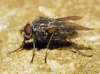 Helina evecta (Harris, 1780)