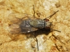 Helina sp. Robineau-Desvoidy, 1830