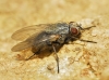 Helina sp. Robineau-Desvoidy, 1830