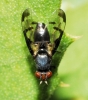 Herina lacustris (Meigen 1826)
