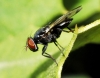 Herina lacustris (Meigen 1826)