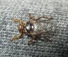 Hippobosca equina Linnaeus, 1758 Hippobosca equina Linnaeus, 1758