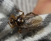 Hippobosca equina Linnaeus, 1758 Hippobosca equina Linnaeus, 1758