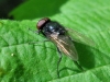 Hydrotaea ignava (Harris, 1780)