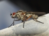 Hylemya sp. 1d2