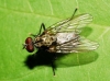 Hylemya sp. 2d3