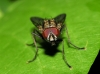 Hylemya sp. 3d3