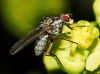 Hylemya sp. Robineau-Desvoidy, 1830