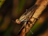 Ilione (Knutsonia) albiseta (Scopoli, 1763)