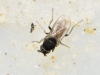 Limosiinae 1d2 Limosiinae 1d2