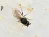 Limosiinae 2d2 Limosiinae 2d2