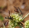 Linnaemya (Linnaemya) vulpina (Falln, 1810)