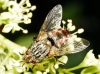 Linnaemya sp. Robineau-Desvoidy, 1830