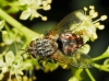Linnaemya sp. Robineau-Desvoidy, 1830