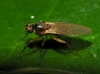Lonchoptera lutea Panzer, 1809