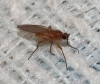 Lonchoptera sp. Meigen, 1803