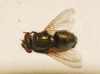 Lucilia sericata (Meigen, 1826) [?]