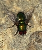 Lucilia sp.
