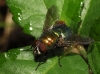 Lucilia sp.
