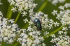 Lucilia sp. Lucilia sp.