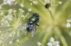 Lucilia sp.