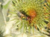 Lucilia sp. Robineau-Desvoidy, 1830