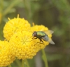 Lucilia sp. Robineau-Desvoidy, 1830