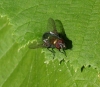 Lucilia sp. Robineau-Desvoidy, 1830