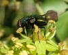 Lucilia sp. Robineau-Desvoidy, 1830