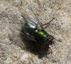 Lucilia sericata (Meigen, 1826)