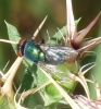 Lucilia sp. Robineau-Desvoidy, 1830