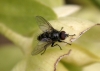 Macquartia sp. Robineau-Desvoidy, 1830