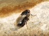 Madiza glabra Falln, 1820