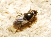 Madiza glabra Falln, 1820