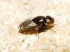 Madiza glabra Fallén, 1820