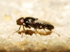 Madiza glabra Falln, 1820
