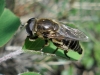Merodon sp., a determinar Merodon sp., a determinar