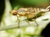 Meromyza (Meromyza) sp. Meigen, 1830
