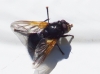 Mesembrina meridiana (Linnaeus, 1758)
