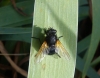 Mesembrina meridiana (Linnaeus, 1758)