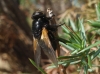 Mesembrina meridiana, a confirmar