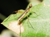 Micropeza grallatrix Loew, 1868 Micropeza grallatrix Loew, 1868