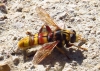Milesia crabroniformis (Fabricius, 1775)