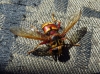 Milesia crabroniformis (Fabricius, 1775)