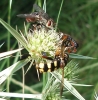 Milesia semiluctifera (Villers, 1798)