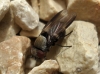 Milichia speciosa? 1d2