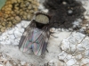 Milichia speciosa? 1d5