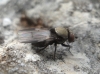 Milichia speciosa? 2d5
