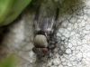 Milichia speciosa? 4d5