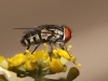 Miltogramma taeniata Meigen, 1824